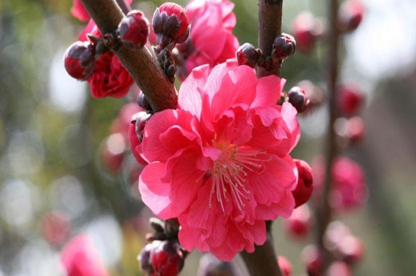 襄陽園林工程 襄陽園林工程