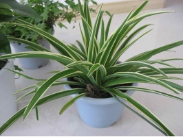 關于金邊吊蘭，你不能不知道的5個養護小技巧~