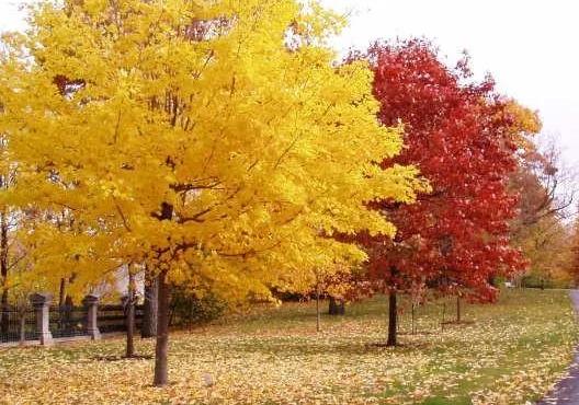 彩葉樹如何配置才能真正體現園林綠化之“美”？