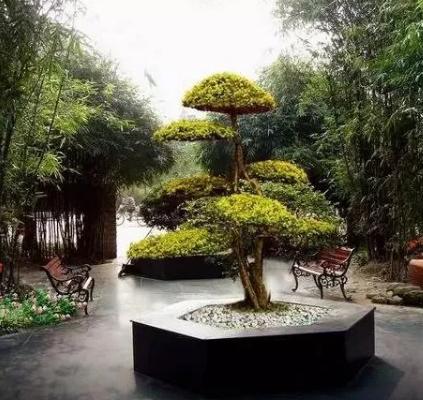 景觀造型樹，憑啥那么貴？