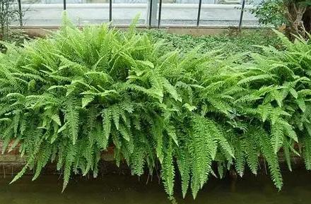 超可愛蕨類植物有哪些，你知道怎么養嗎？ 湖北綠化公司教你一招