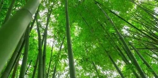 你知道樹木在園林綠化中的分類嗎？