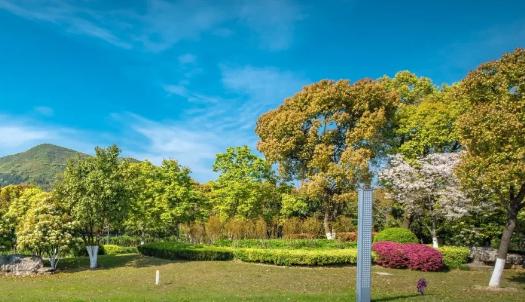 綠化工程選苗五大要訣，你知道嗎？