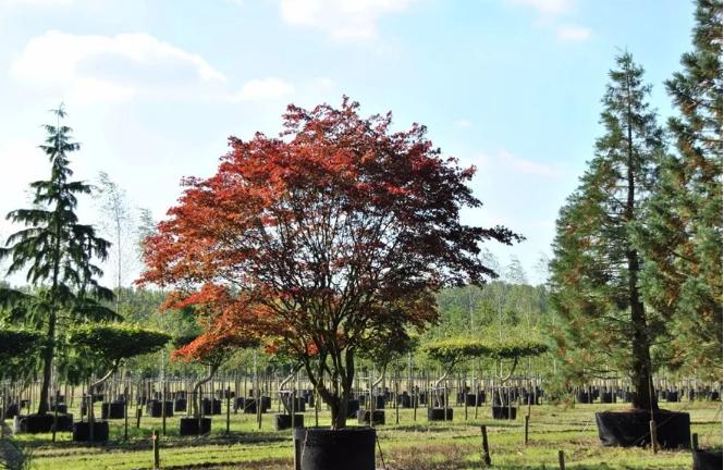 干貨 | 園林綠化種植技術17問，園林人必須掌握