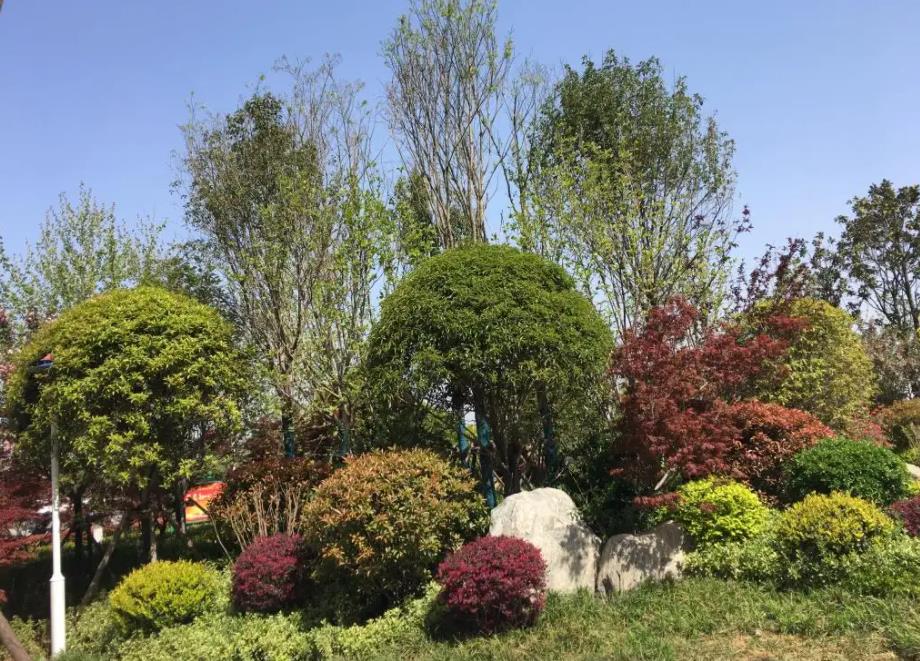 春季氣溫開始回升，襄陽園林綠化公司做好這些養護舉措，苗木來年存活好，長枝快