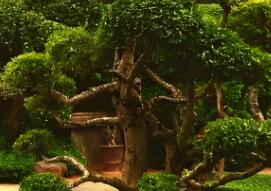 園林植物的形狀通?？煞譃閹追N呢？