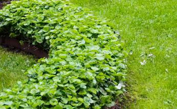 園林綠化時(shí)，植物配置的技巧有哪些呢？