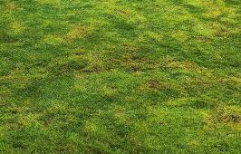 園林綠化養(yǎng)護(hù)的核心原則是什么呢？