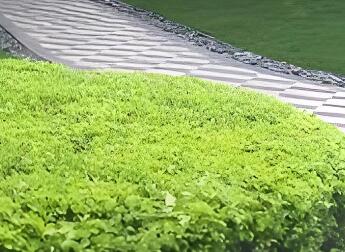 冬季灌木養護：分常綠 / 落葉，兼顧修剪與防寒